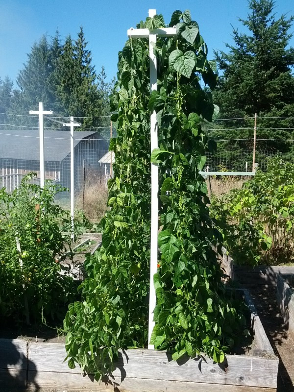 Green Bean Trelis
 Growing Pole Green Beans on a Trellis