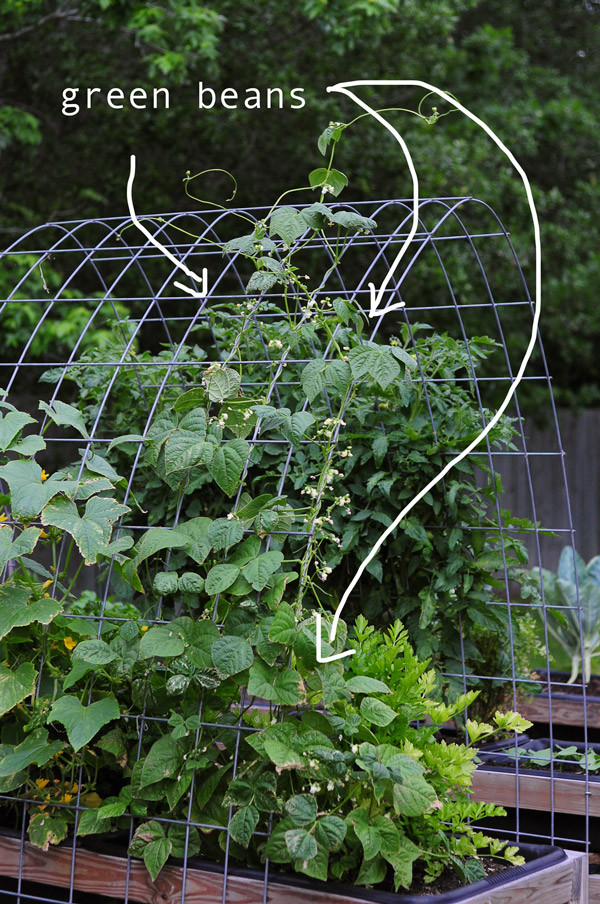 Green Bean Trelis
 Green beans Raised Urban Gardens