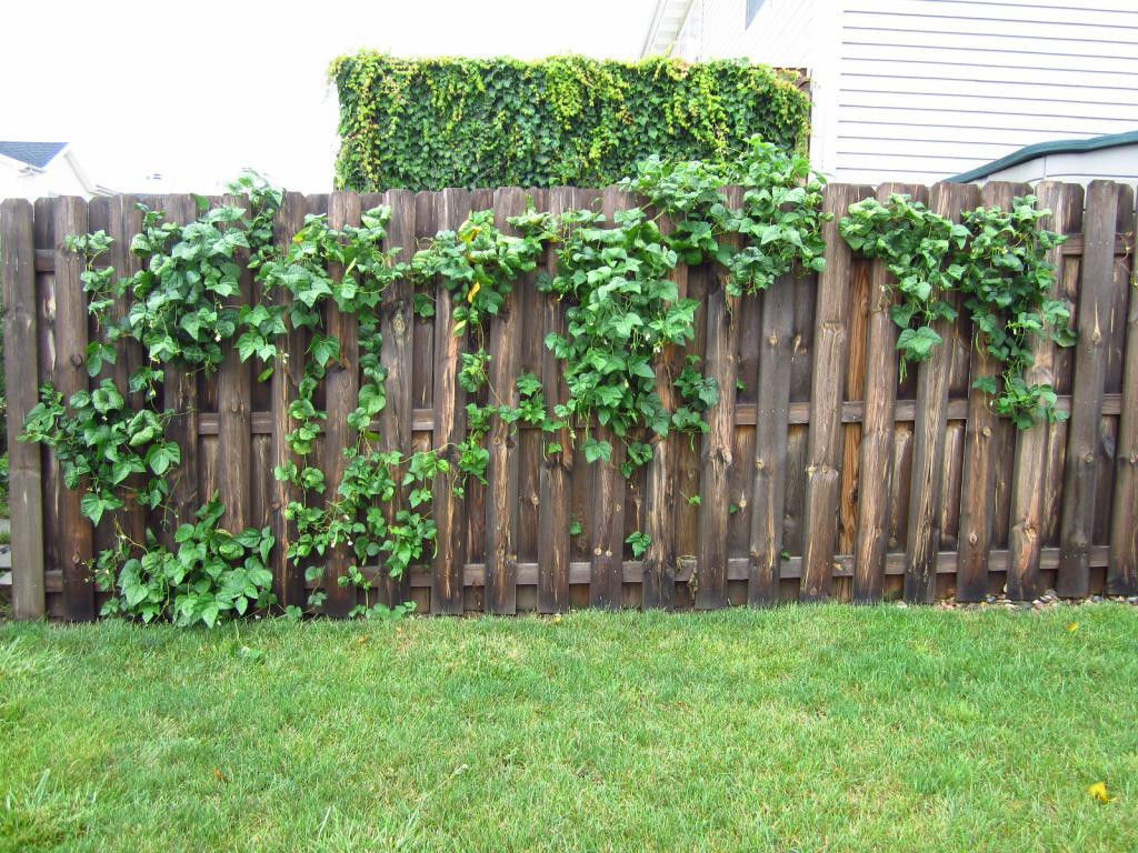 Green Bean Trelis
 Green Bean Trellis Fence – Outdoor Decorations