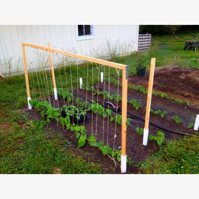 Green Bean Trelis
 Green bean trellis made easy 2 inch PVC pipe hammered in