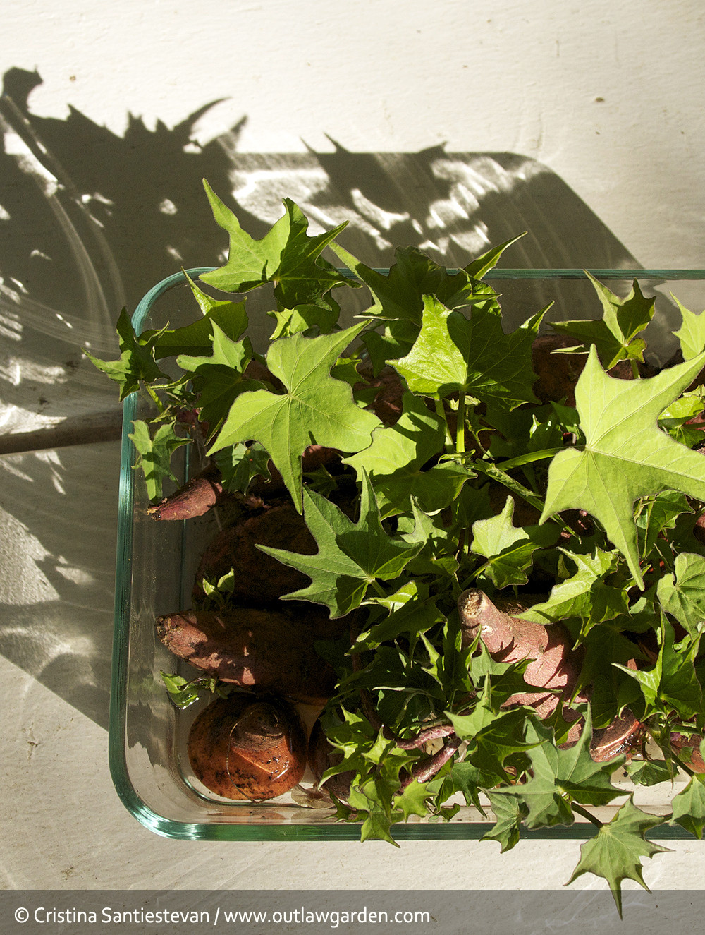 Growing Sweet Potato Slips
 Grow your own sweet potatoes Outlaw Garden