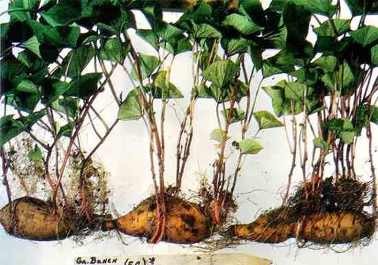 Growing Sweet Potato Slips
 Sweet Potato Slips Organic Gardening MOTHER EARTH NEWS