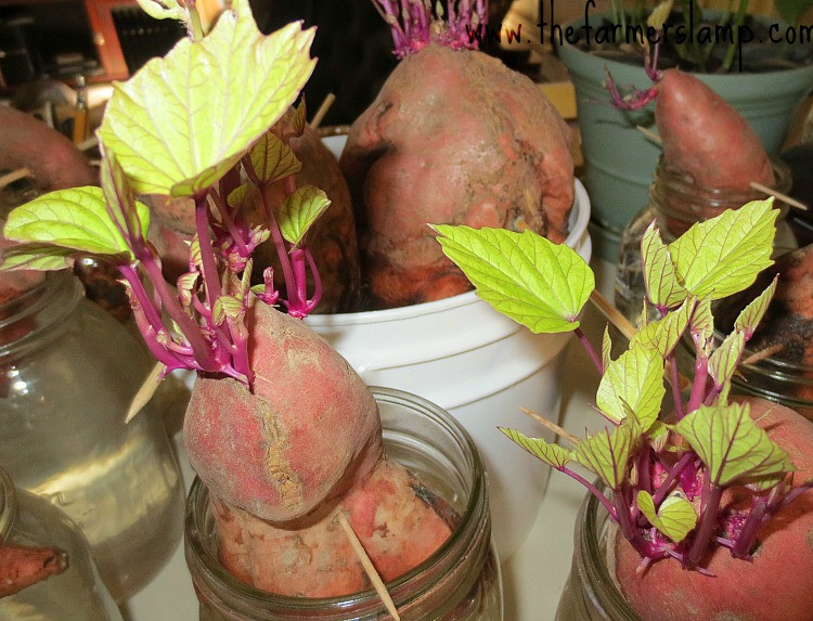 Growing Sweet Potato Slips
 Growing Sweet Potato Slips