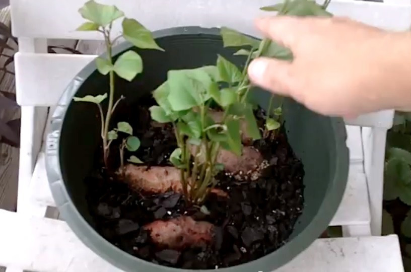 Growing Sweet Potato Slips
 Growing Sweet Potatoes