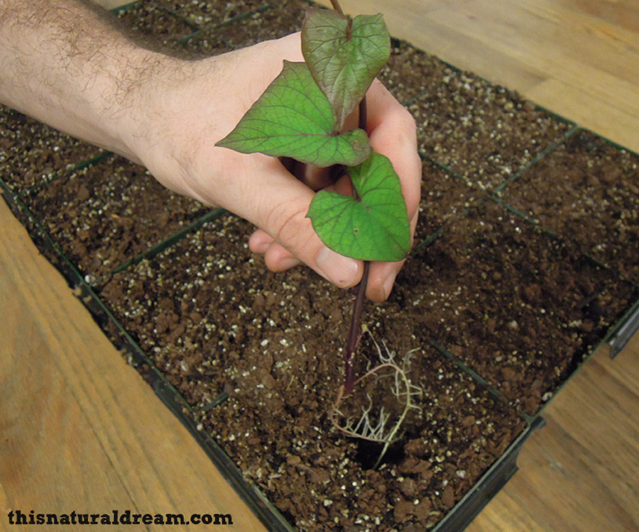 Growing Sweet Potato Slips
 how to grow sweet potato slips This Natural Dream