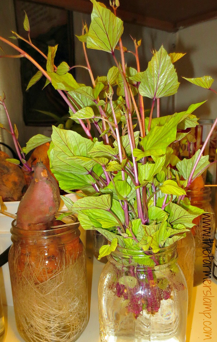 Growing Sweet Potato Slips
 Growing Sweet Potato Slips