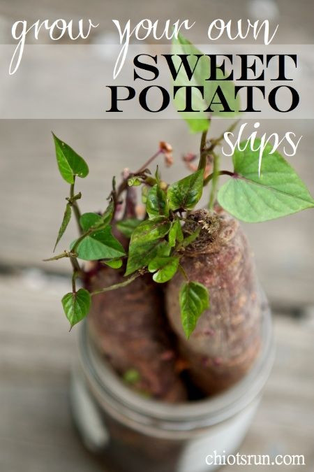 Growing Sweet Potato Slips
 HOW TO Grow your own sweet potato slips