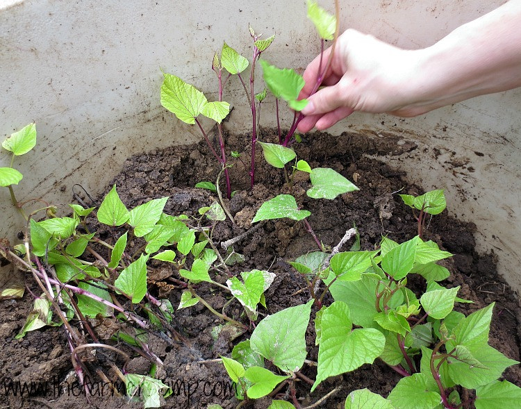 Growing Sweet Potato Slips
 Growing Sweet Potato Slips