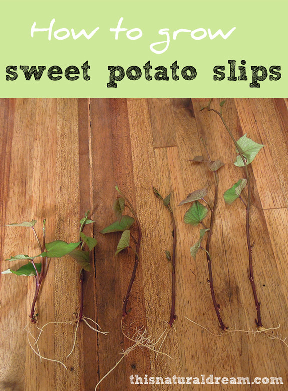 Growing Sweet Potato Slips
 how to grow sweet potato slips This Natural Dream