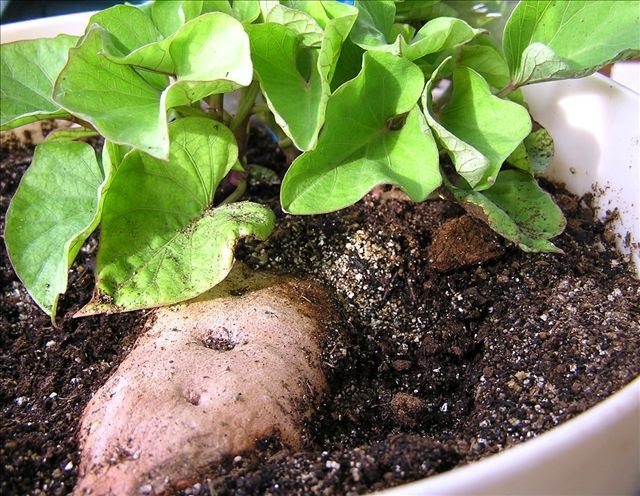 Growing Sweet Potato Slips
 HOW TO TAKE CUTTINGS FROM SWEET POTATOES The Garden of Eaden