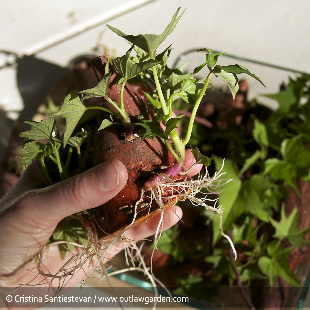 Growing Sweet Potato Slips
 Grow your own sweet potatoes Outlaw Garden