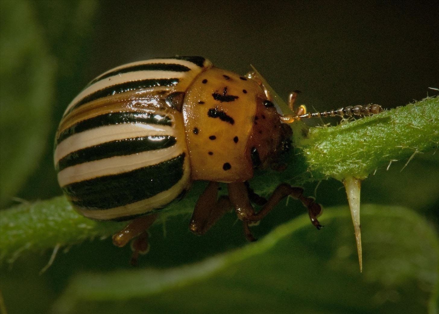How To Get Rid Of Potato Bugs
 How to Get Rid of Plant Eating Pests Using Natural