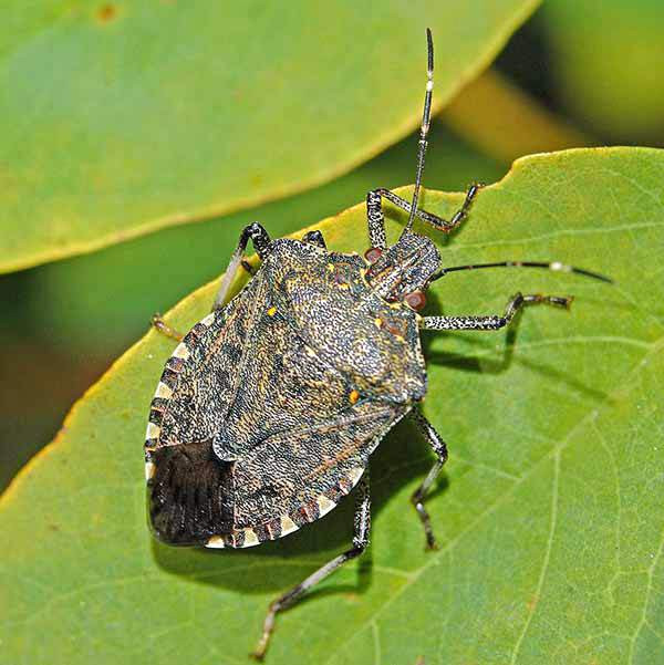 How To Get Rid Of Potato Bugs
 How To Get Rid Squash Bugs The Potato Bug Also Called