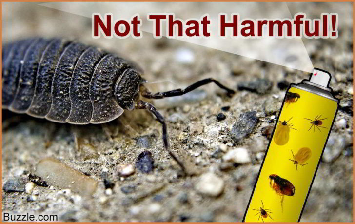 How To Get Rid Of Potato Bugs
 Potato Bug Facts Thatll Change Your Perception About Them