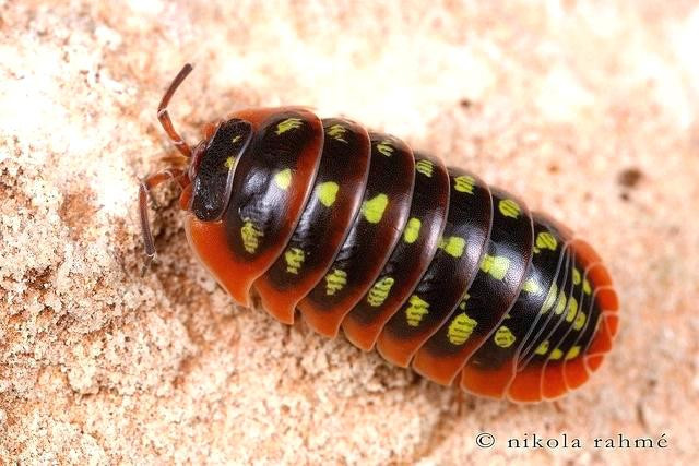 How To Get Rid Of Potato Bugs
 How To Get Rid Rollie Pollies In The House What Do