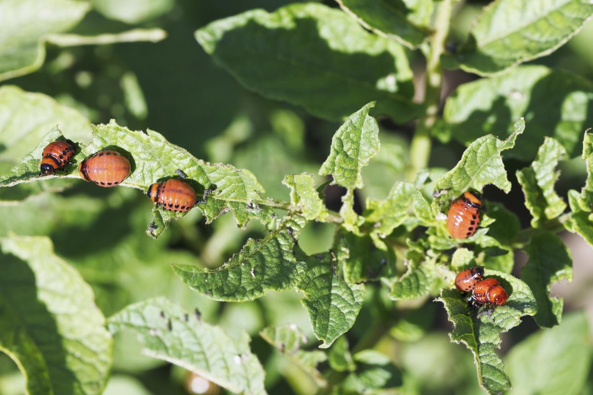 How To Get Rid Of Potato Bugs
 Quick And Effective Pest Control Methods to Get Rid of