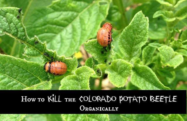 How To Get Rid Of Potato Bugs
 Garden Update How to Kill the Colorado Potato Beetle