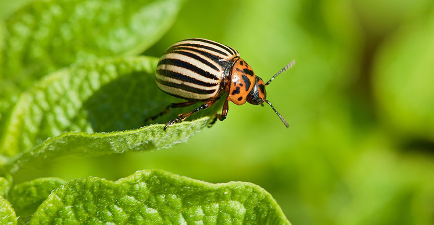 How To Get Rid Of Potato Bugs
 Colorado Potato Beetle Control How to Identify Prevent