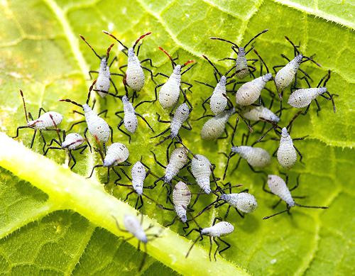 How To Get Rid Of Potato Bugs
 How To Get Rid Squash Bugs The Potato Bug Also Called