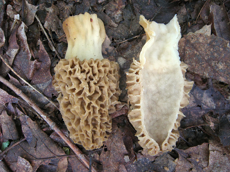 How To Grow Morel Mushrooms
 How To Grow Morel Mushrooms