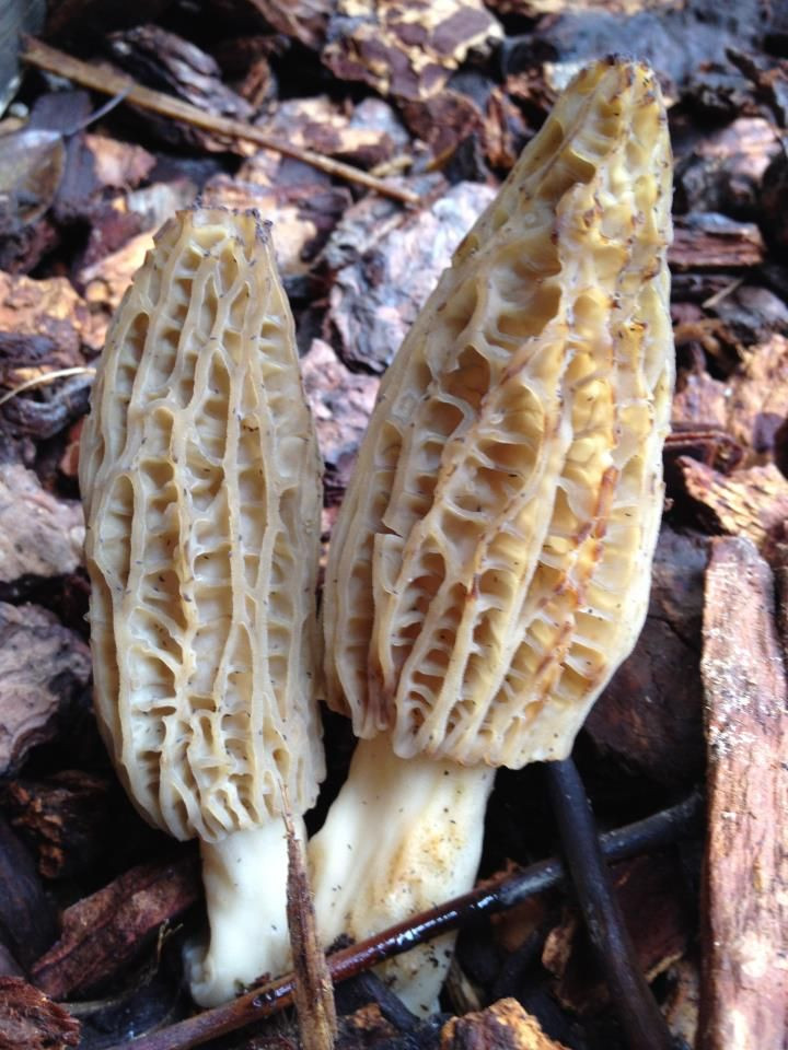 How To Grow Morel Mushrooms
 17 Best images about Moral Mushrooms on Pinterest