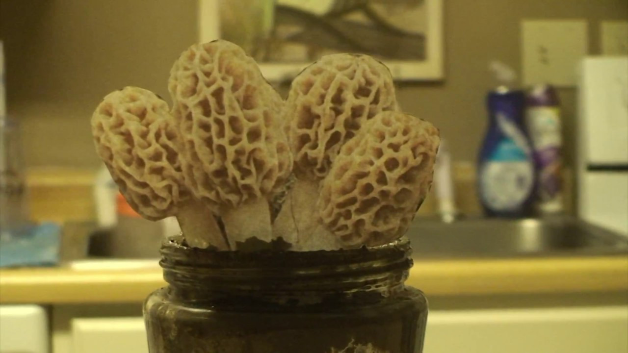 How To Grow Morel Mushrooms
 Grow Morel Mushrooms at home