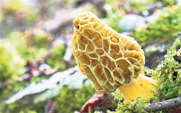 How To Grow Morel Mushrooms
 Grow your own delicious mushrooms Telegraph