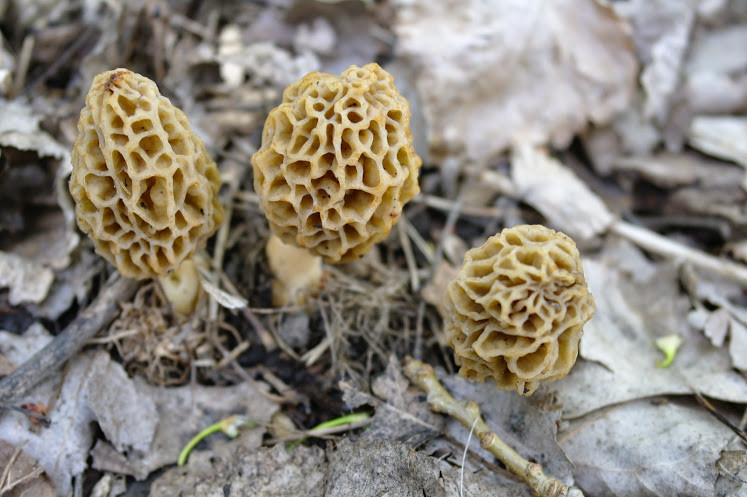 How To Grow Morel Mushrooms
 Morels