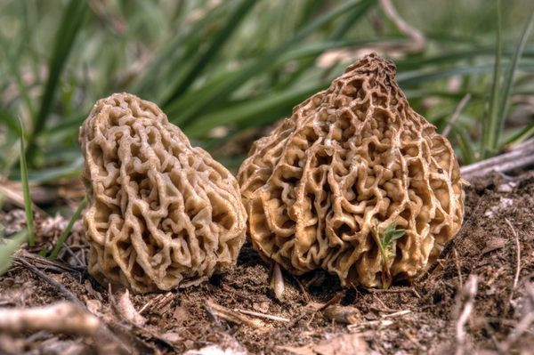 How To Grow Morel Mushrooms
 Nutritional and Weight Loss Benefits of Mushrooms