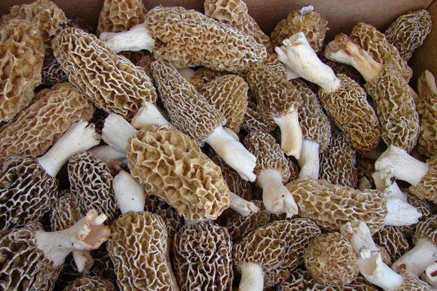How To Grow Morel Mushrooms
 Morels for Profit farm in e forum at permies