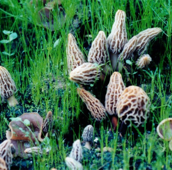 How To Grow Morel Mushrooms
 2 Morel Habitat Kits – Backyard Morel Mushroom Growing