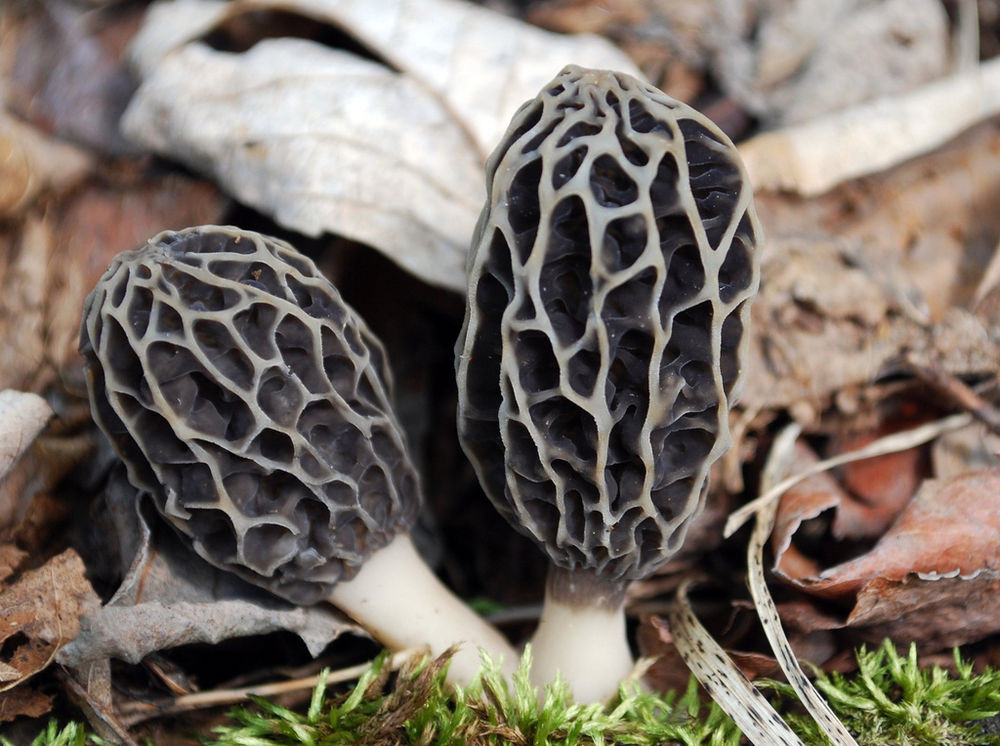 How To Grow Morel Mushrooms
 25 g GRAY MOREL Spawn Morchella tomentosa Mushroom Seeds