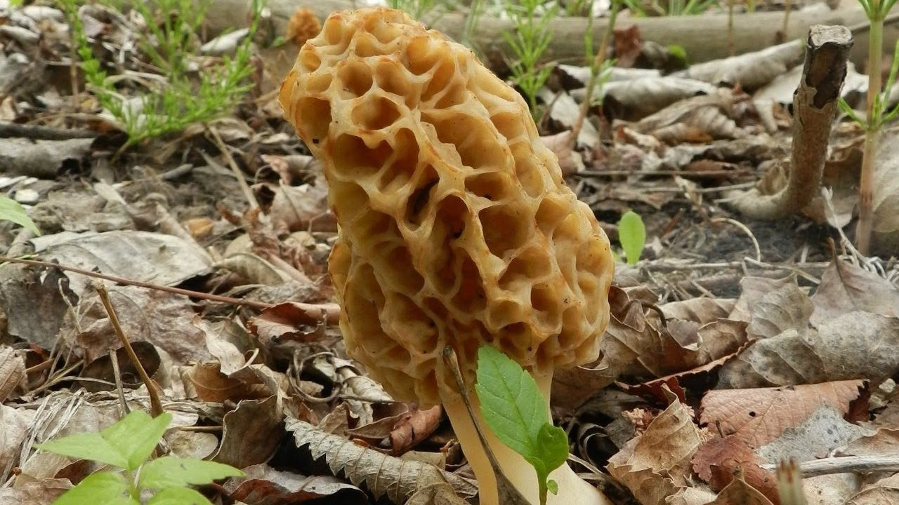 How To Grow Morel Mushrooms
 How to Grow Morel Mushrooms At Home [VIDEO]