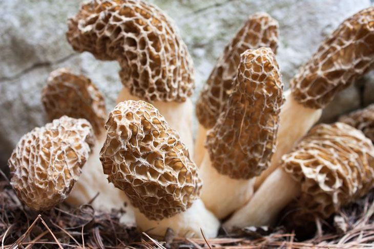 How To Grow Morel Mushrooms
 25 best ideas about Growing morel mushrooms on Pinterest
