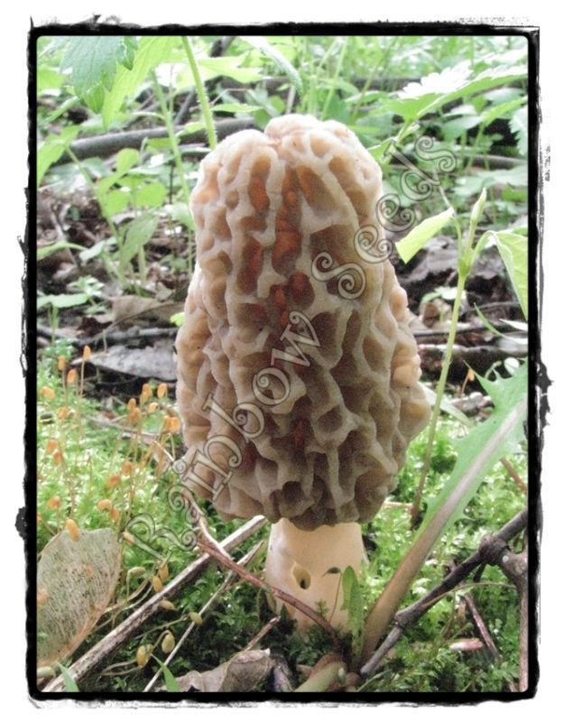 How To Grow Morel Mushrooms
 Growing morel mushrooms Lookup BeforeBuying