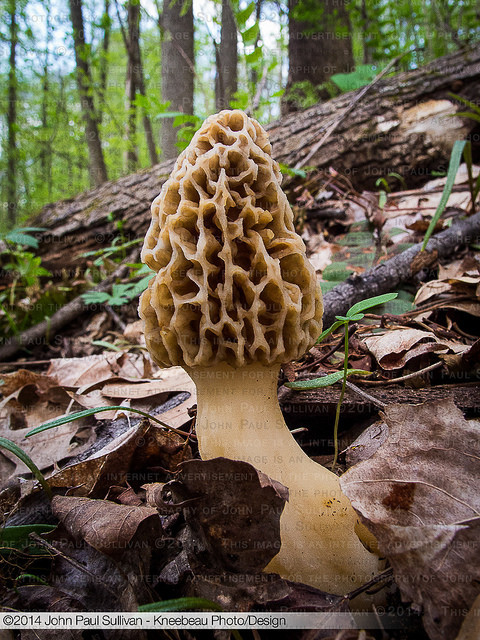 How To Grow Morel Mushrooms
 Morel Mushroom growing in the woods