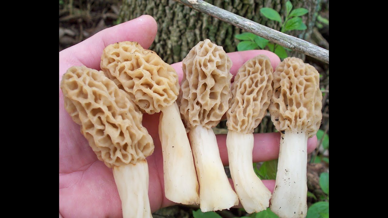 How To Grow Morel Mushrooms
 Morel Mushroom Growth Part 2