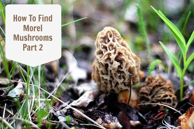 How To Grow Morel Mushrooms
 How To Find Morels in Alberta Part 2 Where & How To Find
