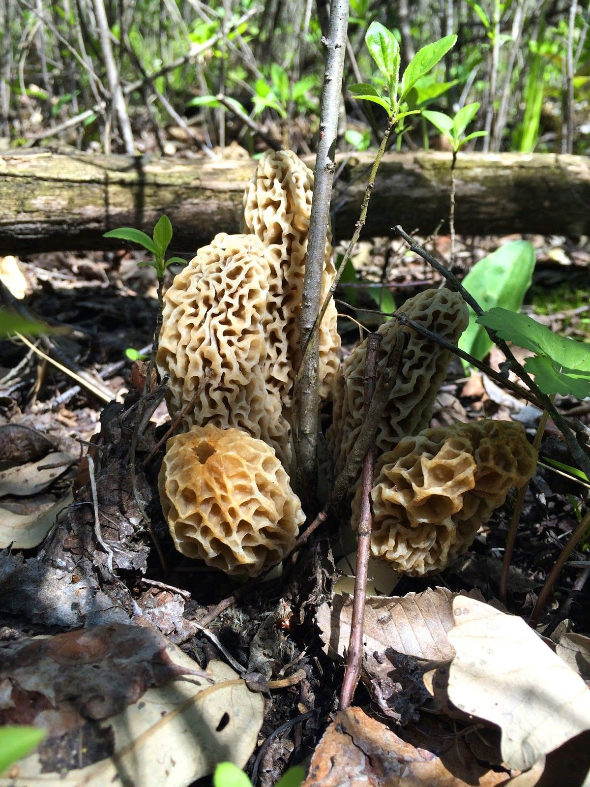 How To Grow Morel Mushrooms
 How to Hunt for Morel Mushrooms Fabulous Fungi