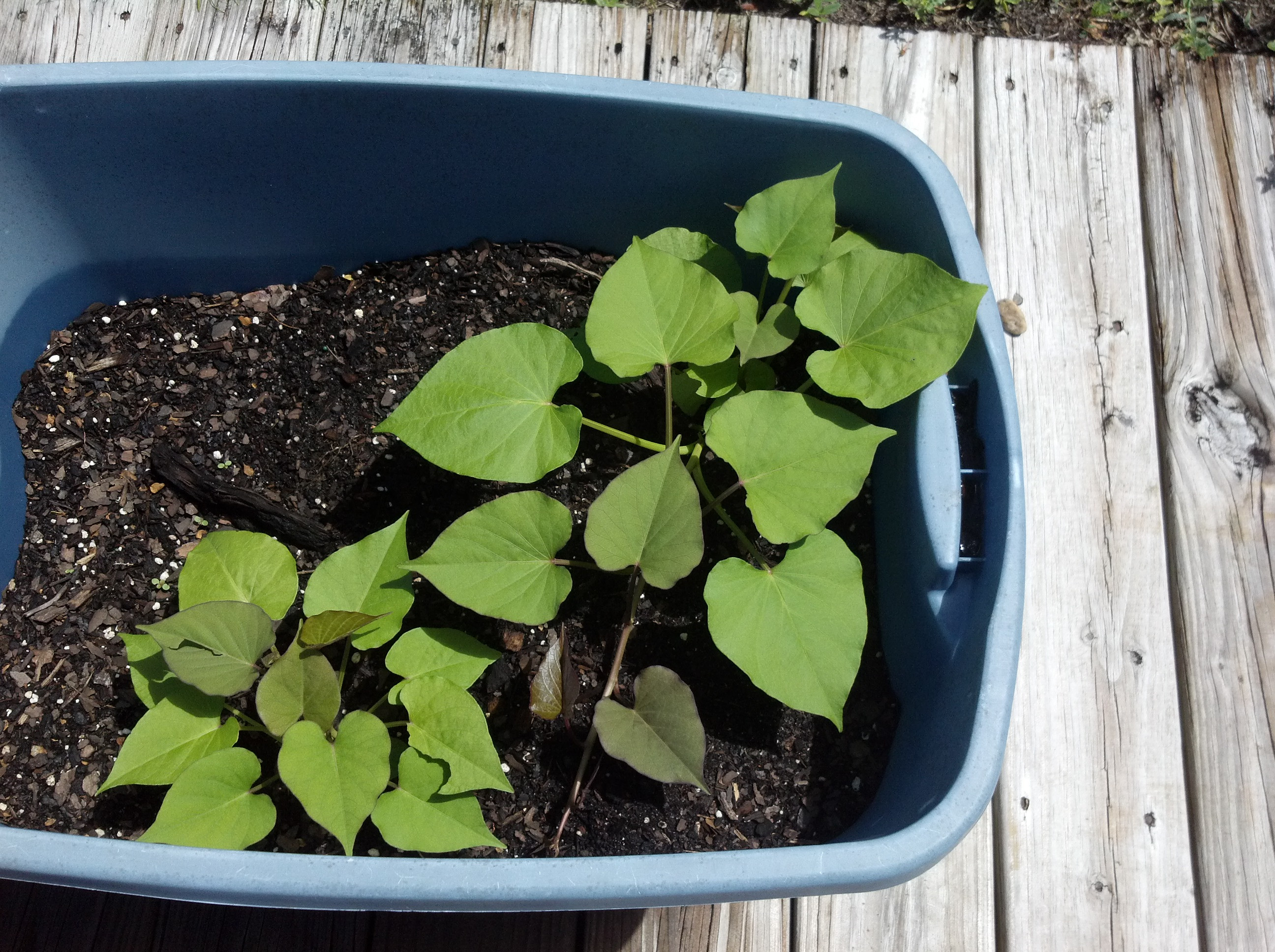 How To Grow Sweet Potato Slips
 Growing Sweet Potatoes in Containers – This Big Happy