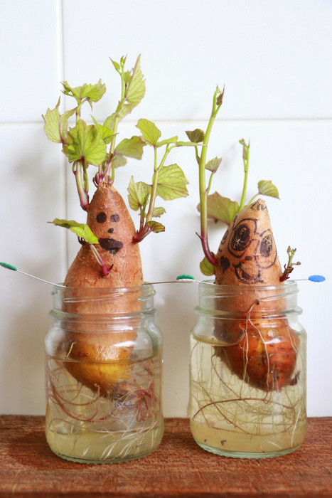 How To Grow Sweet Potato Slips
 Sweet potato heads How to grow sweet potato slips