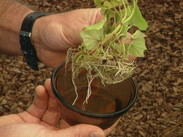How To Grow Sweet Potato Slips
 Self Reliant Network How to Plant Grow & harvest Sweet