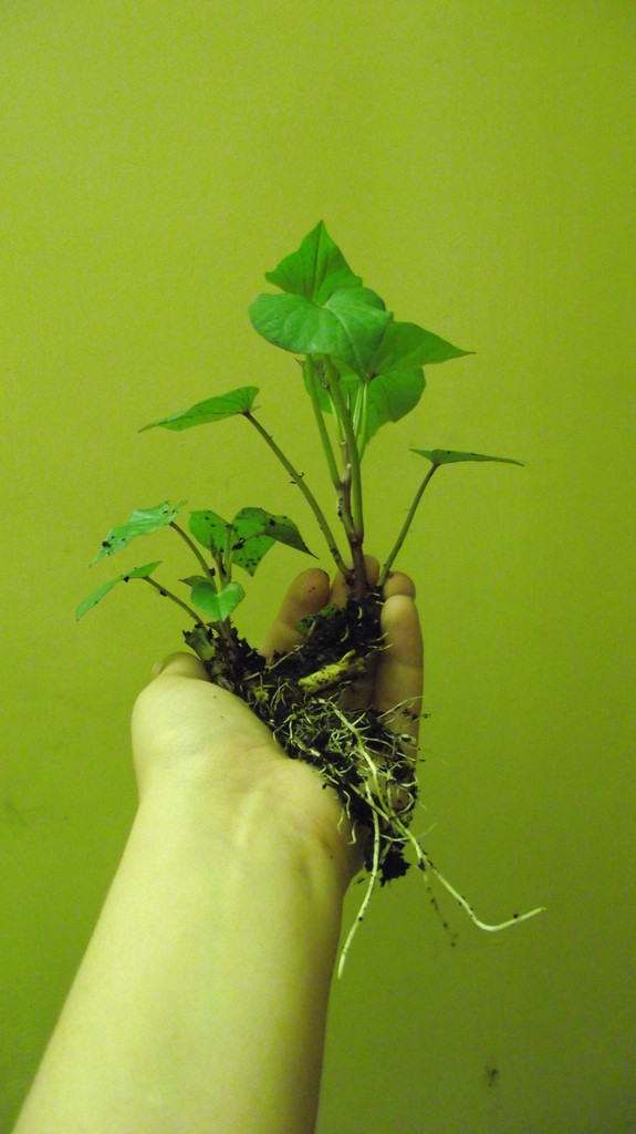 How To Grow Sweet Potato Slips
 Sweet potato slips