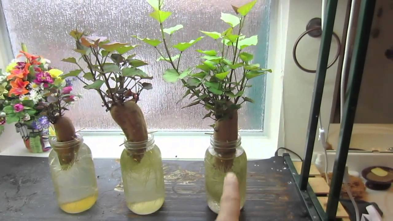 How To Grow Sweet Potato Slips
 Grow Sweet Potatoes Beautiful Home and Garden