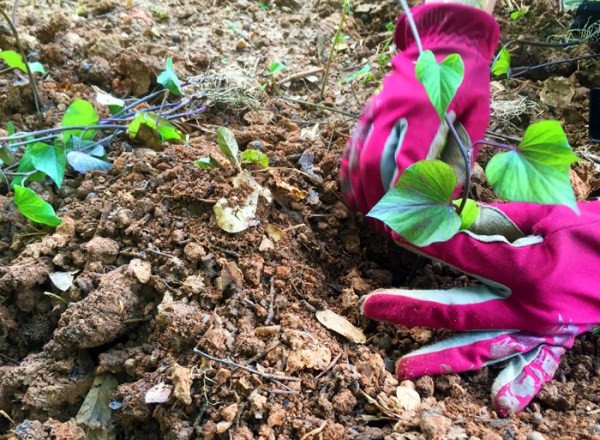 How To Grow Sweet Potato Slips
 how to grow sweet potato slips This Natural Dream