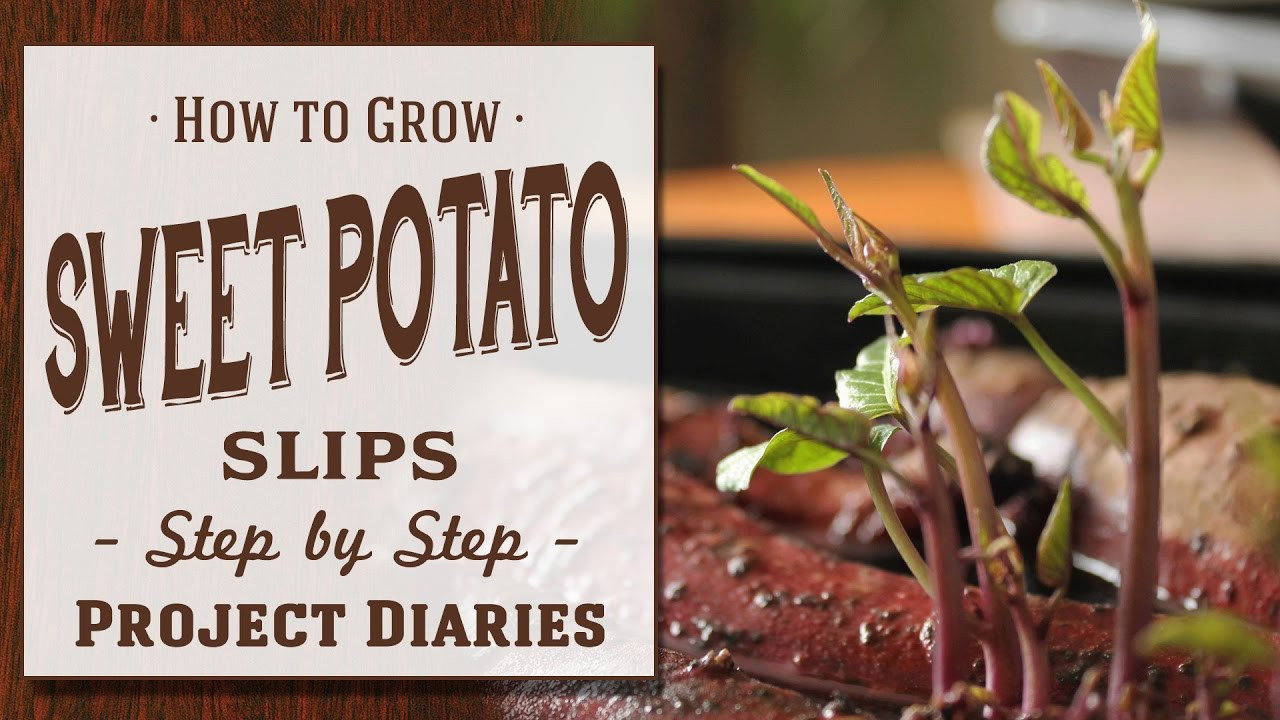 How To Grow Sweet Potato Slips
 How to Grow Sweet Potato Slips A plete Step by Step