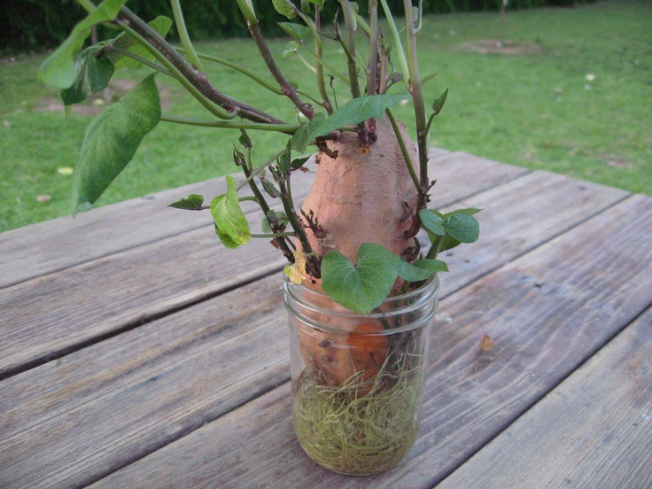 How To Grow Sweet Potato Slips
 Sweet Potato vine always fun to do