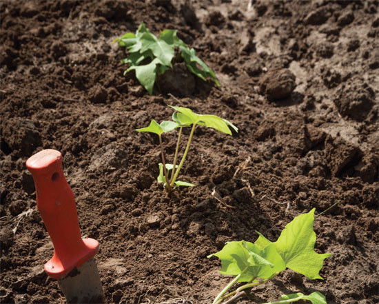 How To Grow Sweet Potato Slips
 Growing Sweet Potatoes from Slips Organic Gardening