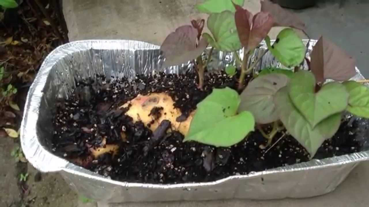 How To Grow Sweet Potato Slips
 How to Grow Sweet Potato Slips from Soil or Water