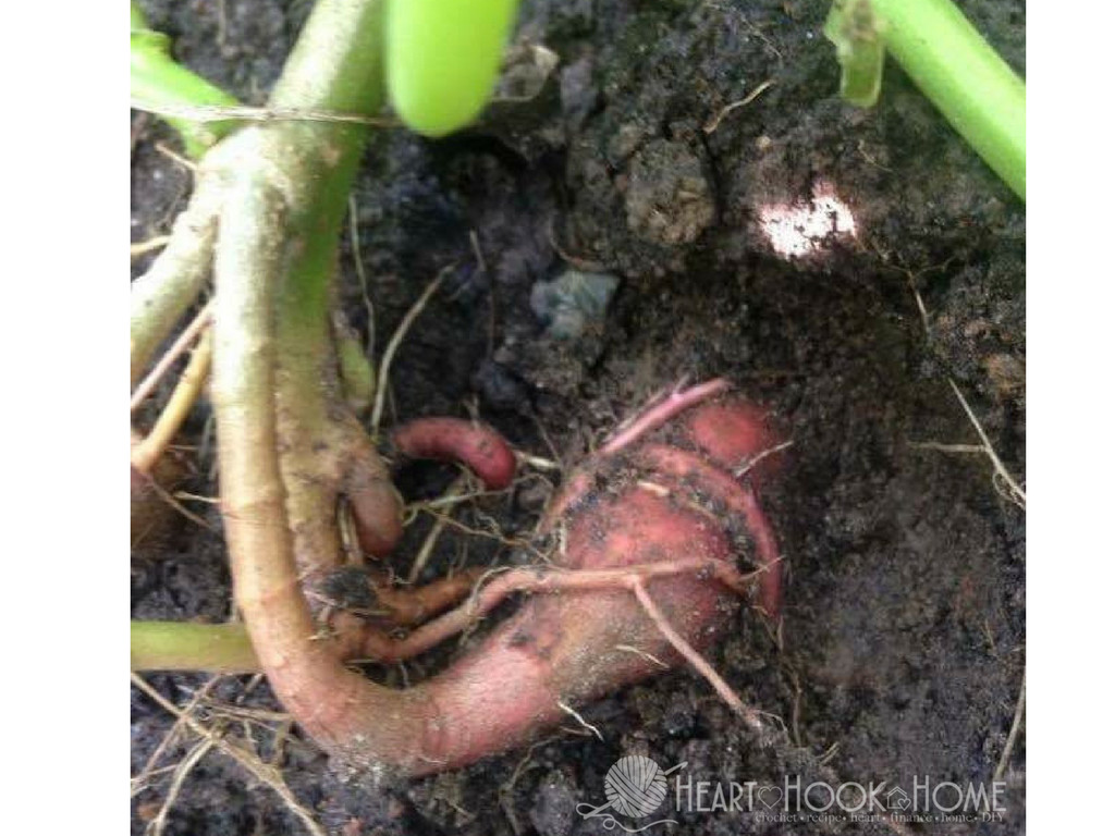 How To Grow Sweet Potato Slips
 How to Grow Sweet Potatoes from Sweet Potato Slips